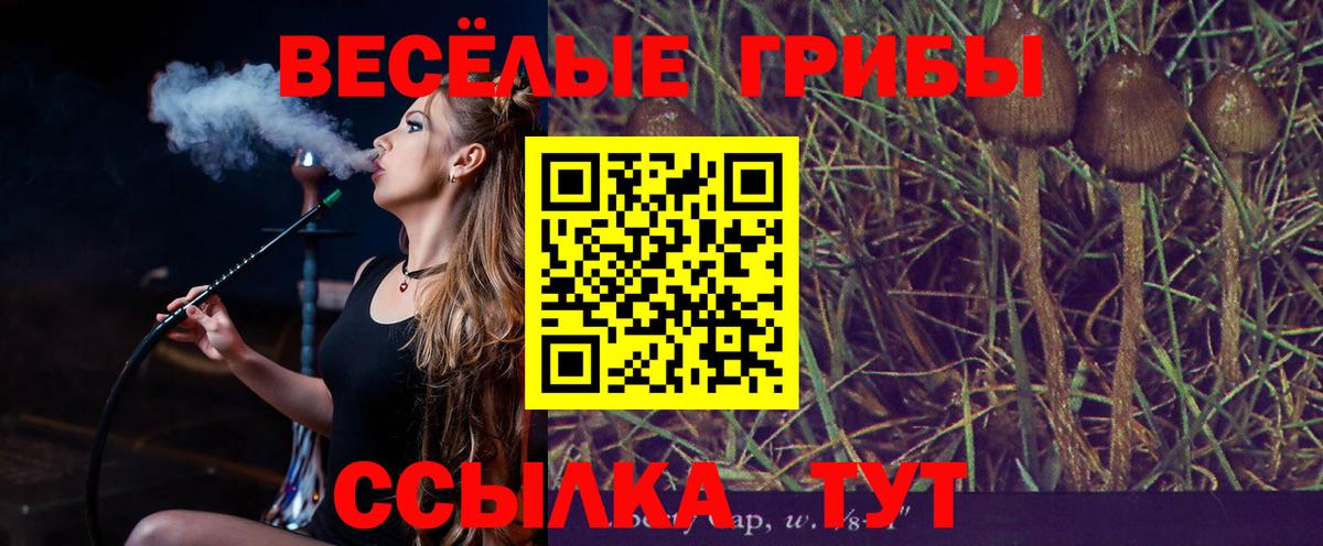 Псилоцибиновые грибы Psilocybe Тара